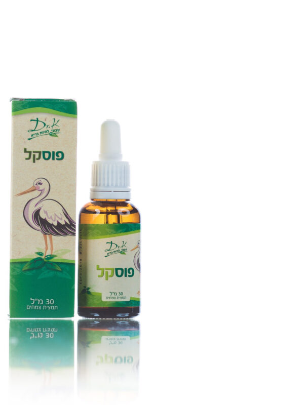 פוסקל- התאוששות לאחר לידה